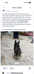 Lost Male Dog last seen Ham lane and holly drive area, Lodi, CA 95242