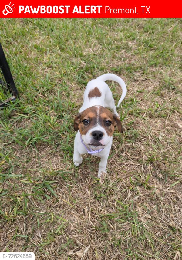 Lost Female Dog last seen Unknown , Premont, TX 78375