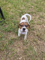Lost Female Dog last seen Unknown , Premont, TX 78375