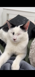 Lost Male Cat last seen Old country road, hicksville , Hicksville, NY 11801