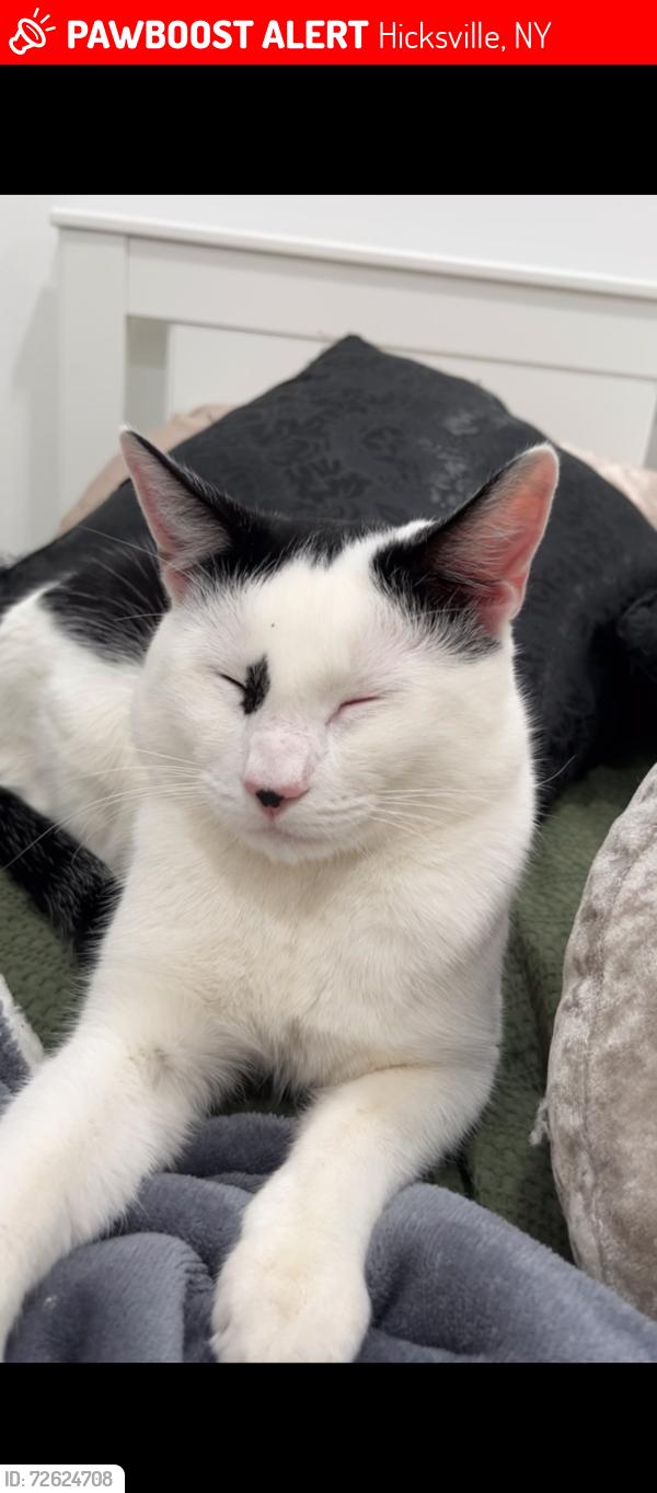 Lost Male Cat last seen Old country road, hicksville , Hicksville, NY 11801