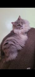 Lost Male Cat last seen Cluster Ave (between East High School & Goodyear Metro Park area) , Akron, OH 44305