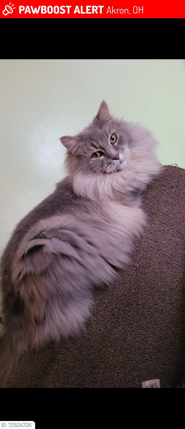 Lost Male Cat last seen Cluster Ave (between East High School & Goodyear Metro Park area) , Akron, OH 44305