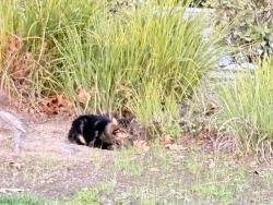 Found/Stray Unknown Cat last seen W. Ranch view drive , Rocklin, CA 95765