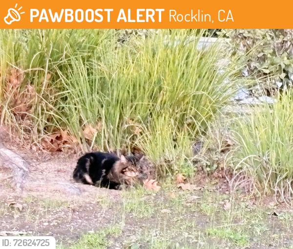 Found/Stray Unknown Cat last seen W. Ranch view drive , Rocklin, CA 95765