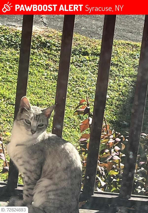 Lost Female Cat last seen Woodbury Ave and Short St,Syracuse, NY 13206, Syracuse, NY 13206