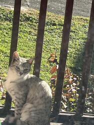 Lost Female Cat last seen Woodbury Ave and Short St,Syracuse, NY 13206, Syracuse, NY 13206