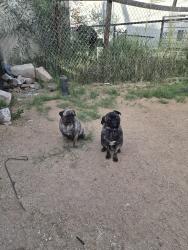 Lost Female Dog last seen 27th ave and Deer Valley Rd, Phoenix, AZ 85027