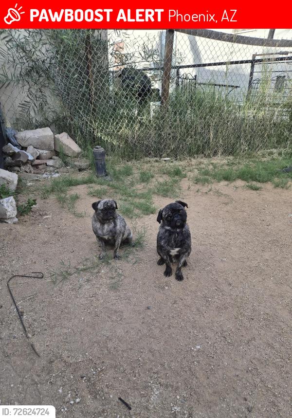Lost Female Dog last seen 27th ave and Deer Valley Rd, Phoenix, AZ 85027