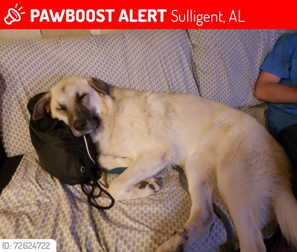 Lost Female Dog last seen Eastman St & US-278 near Front Porch restaurant , Sulligent, AL 35586