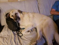 Lost Female Dog last seen Eastman St & US-278 near Front Porch restaurant , Sulligent, AL 35586