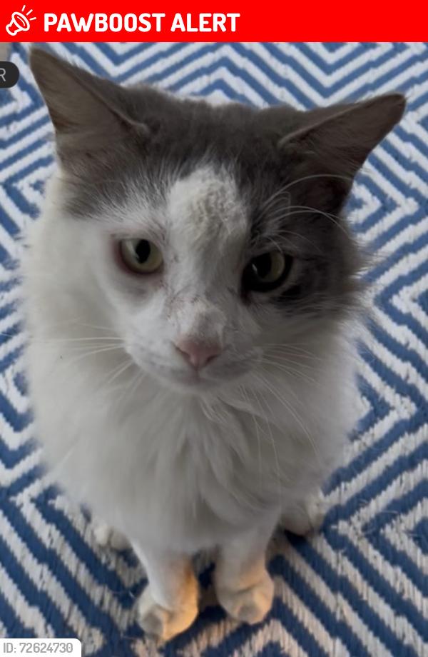 Lost Male Cat last seen Koll Rd, Jefferson Davis Parish, LA 70546