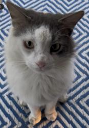 Lost Male Cat last seen Koll Rd, Jefferson Davis Parish, LA 70546
