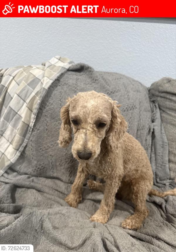 Lost Female Dog last seen Tower/Hampden, Aurora, CO 80013