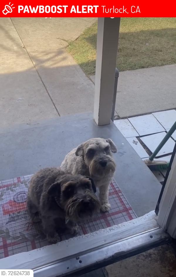 Lost Male Dog last seen Broadway , Turlock, CA 95380