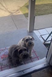 Lost Male Dog last seen Broadway , Turlock, CA 95380