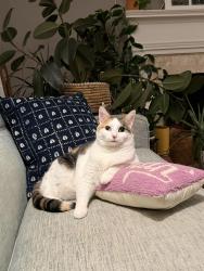 Lost Female Cat last seen Garland Ave and Brower St Decatur Ga, Decatur, GA 30030