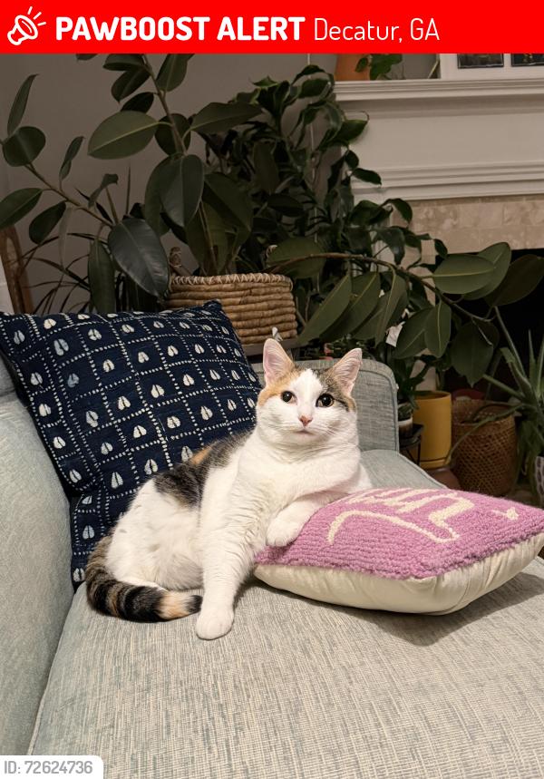 Lost Female Cat last seen Garland Ave and Brower St Decatur Ga, Decatur, GA 30030