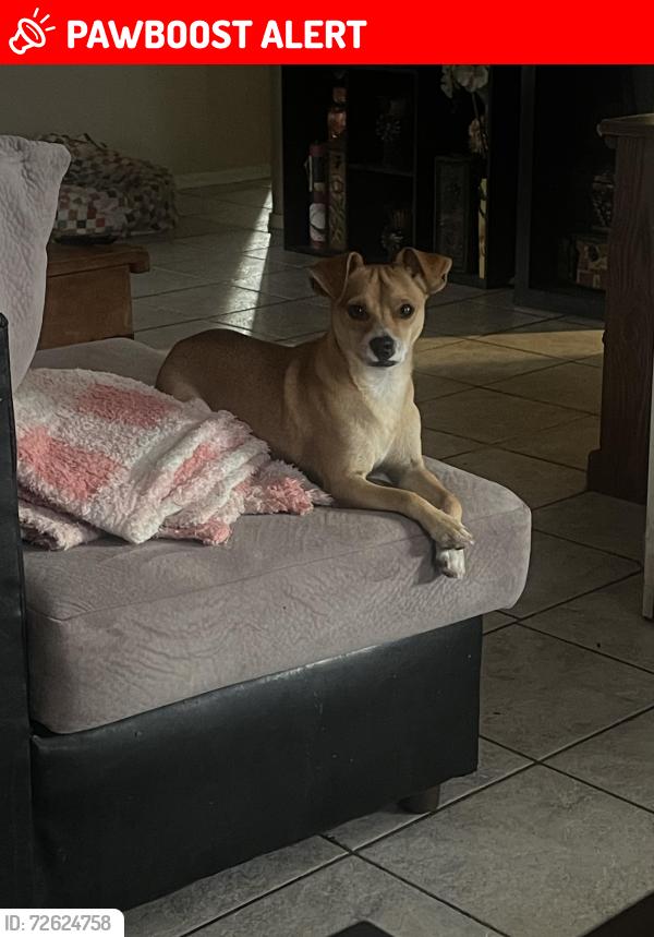 Lost Male Dog last seen Broadway and Ellsworth , Maricopa County, AZ 85208