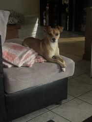 Lost Male Dog last seen Broadway and Ellsworth , Maricopa County, AZ 85208