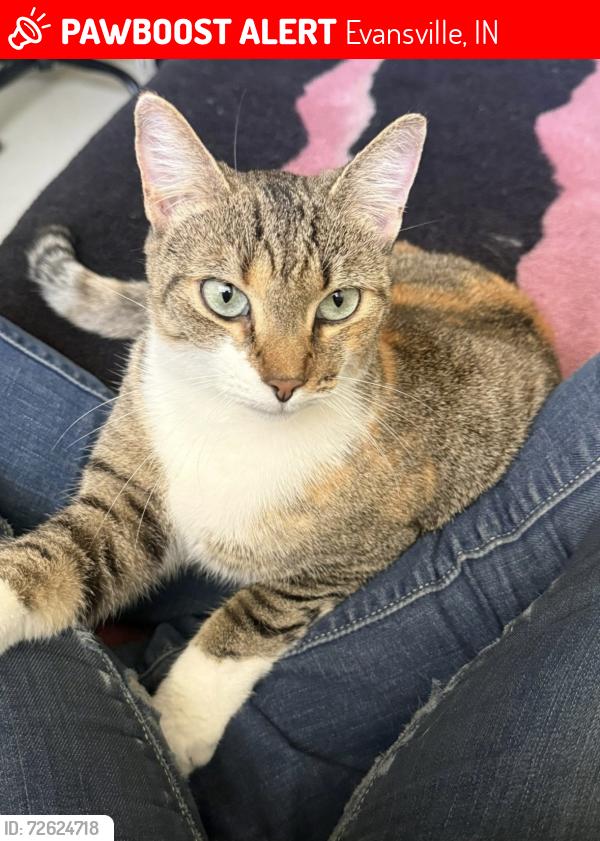 Lost Female Cat last seen Riverside, Linwood, Sweetser, Cross st, Evansville, IN 47713