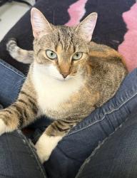 Lost Female Cat last seen Riverside, Linwood, Sweetser, Cross st, Evansville, IN 47713