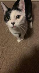 Lost Female Cat last seen Highway 10, Hickory, NC 28602