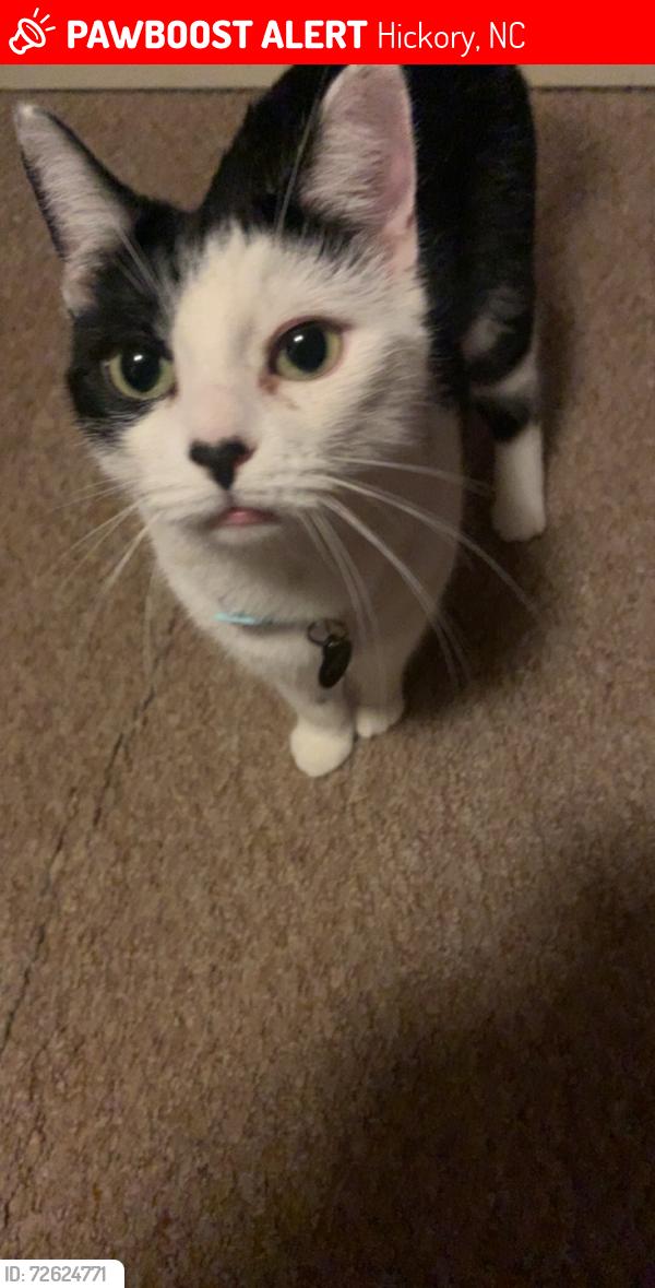 Lost Female Cat last seen Highway 10, Hickory, NC 28602