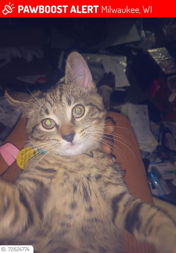 Lost Female Cat last seen Near Garfield avenue Milwaukee Wisconsin, Milwaukee, WI 53212