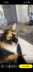 Lost Female Cat last seen aldis , Orlando, FL 32835