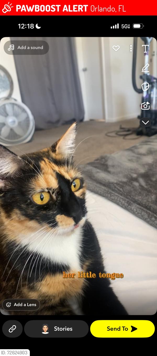 Lost Female Cat last seen aldis , Orlando, FL 32835