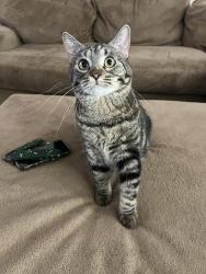 Lost Female Cat last seen E Orion St and N Brighton, North of Pathfinder Academy, Mesa, AZ 85207
