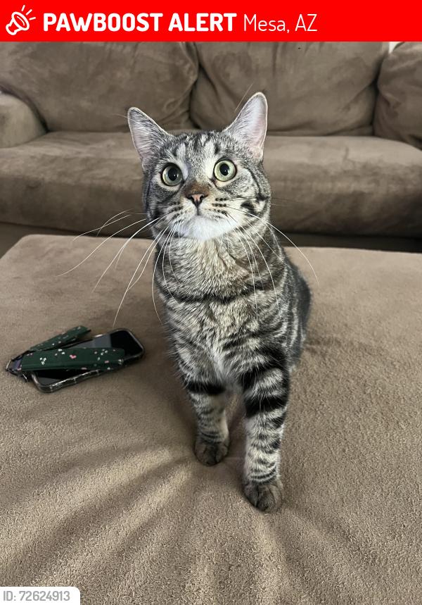 Lost Female Cat last seen E Orion St and N Brighton, North of Pathfinder Academy, Mesa, AZ 85207