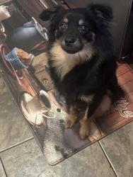 Lost Male Dog last seen At my own hse, Brooklyn, NY 11218