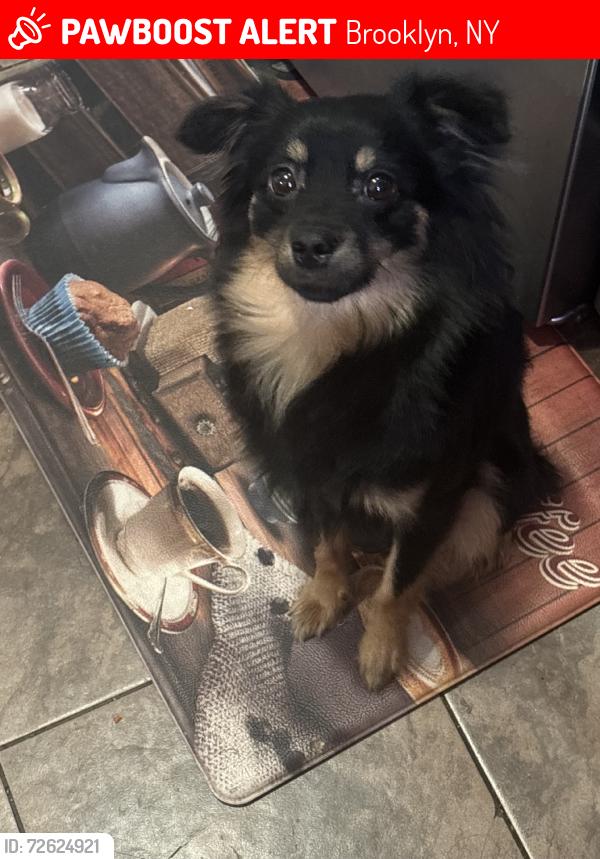 Lost Male Dog last seen At my own hse, Brooklyn, NY 11218