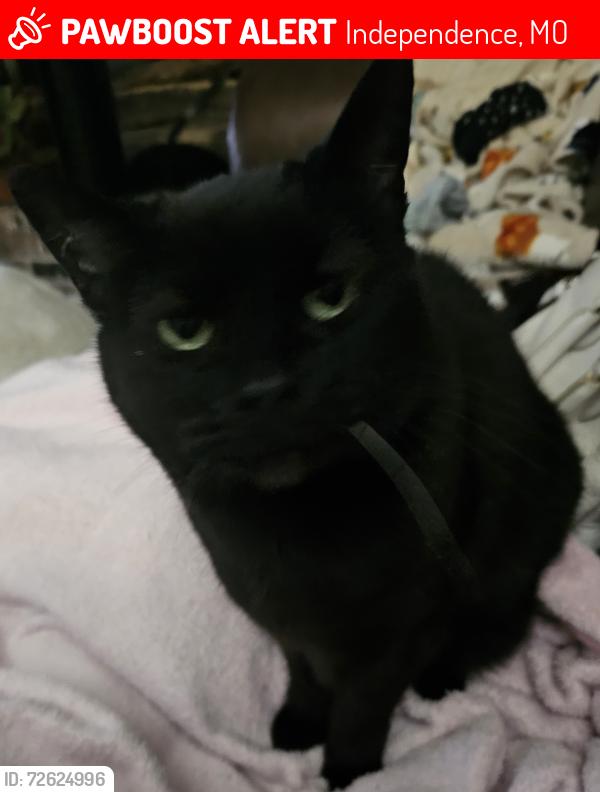 Lost Female Cat last seen Iva Dr/ RD Mize independence , Independence, MO 64057