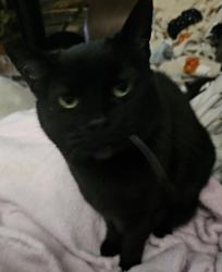 Lost Female Cat last seen Iva Dr/ RD Mize independence , Independence, MO 64057