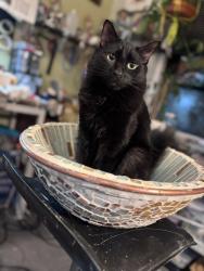 Lost Female Cat last seen La plaza, Cotati, CA 94931