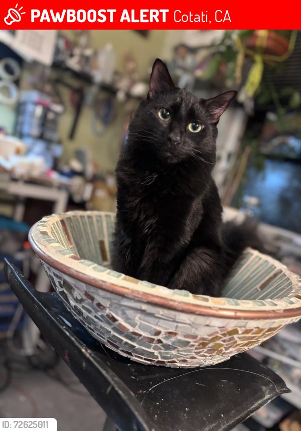 Lost Female Cat last seen La plaza, Cotati, CA 94931
