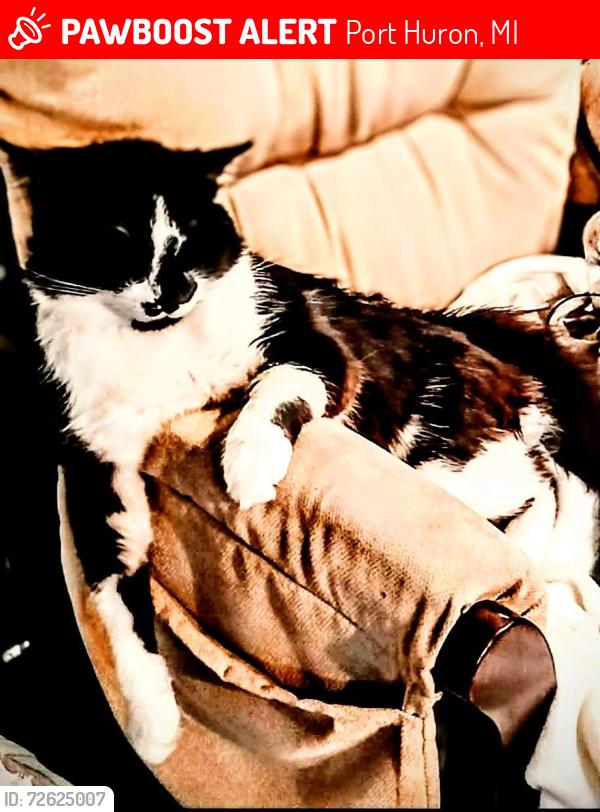 Lost Male Cat last seen Military & Griswold st, Port Huron, MI 48060