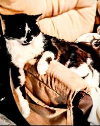 Lost Male Cat last seen Military & Griswold st, Port Huron, MI 48060