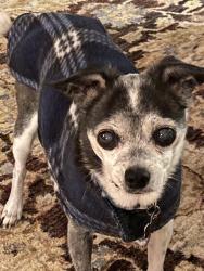 Lost Female Dog last seen Near Calaroga Drive West Linn OR, West Linn, OR 97068