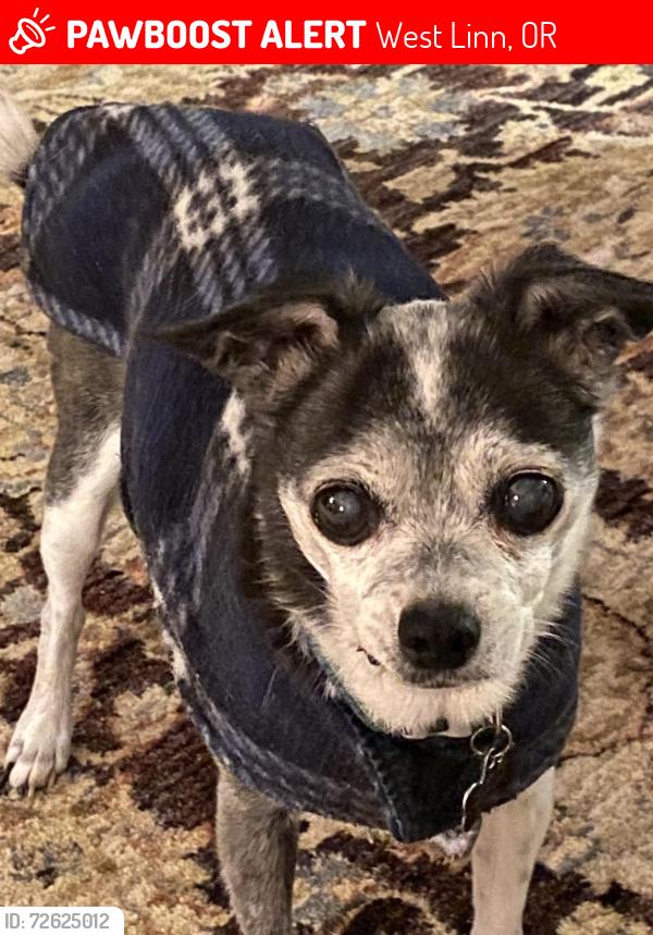Lost Female Dog last seen Near Calaroga Drive West Linn OR, West Linn, OR 97068