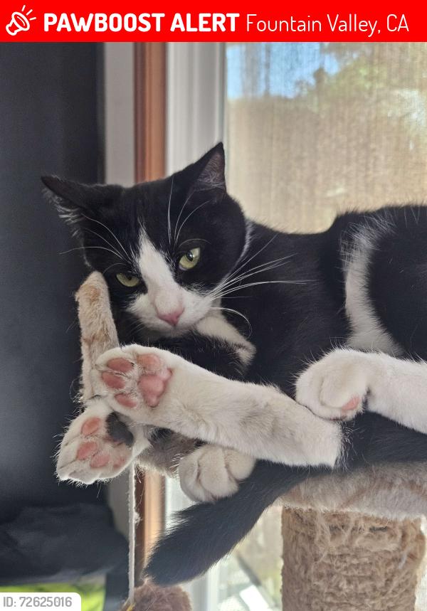 Lost Female Cat last seen Heil & Spruce Street, Fountain Valley, CA, Fountain Valley, CA 92708