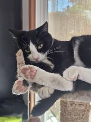 Lost Female Cat last seen Heil & Spruce Street, Fountain Valley, CA, Fountain Valley, CA 92708