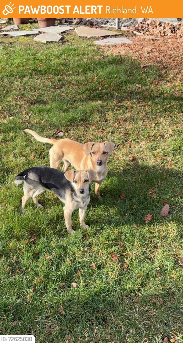 Found/Stray Unknown Dog last seen Near G Way, Richland, WA 99354