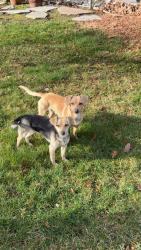 Found/Stray Unknown Dog last seen Near G Way, Richland, WA 99354