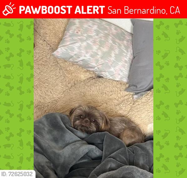 Lost Female Dog last seen Del Rosa and 5th street, San Bernardino, CA 92410