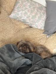 Lost Female Dog last seen Del Rosa and 5th street, San Bernardino, CA 92410
