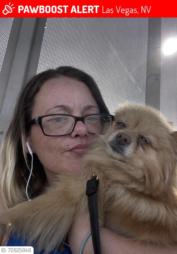 Lost Female Dog last seen Charleston and Sandhill , Las Vegas, NV 89104